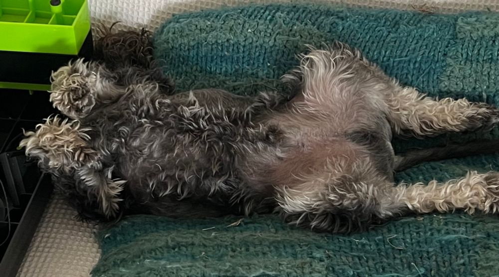 Miniature Schnauzer lying on his back on a big knitted cushion. He’s in a bit of a contorted position with his head at a right angle to the rest of his body. He was probably snoring when this photo was taken.