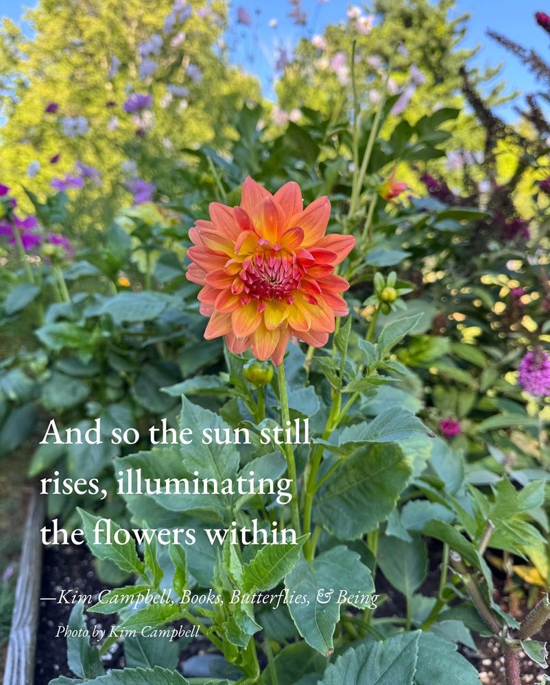 Photo of an orange and yellow dahlia among other Summer flowers in a garden. Typed over the photo is a haiku which reads…

And so the sun still
rises, illuminating 
the flowers within

—Kim Campbell, Books, Butterflies, & Being
   Photo by Kim Campbell
