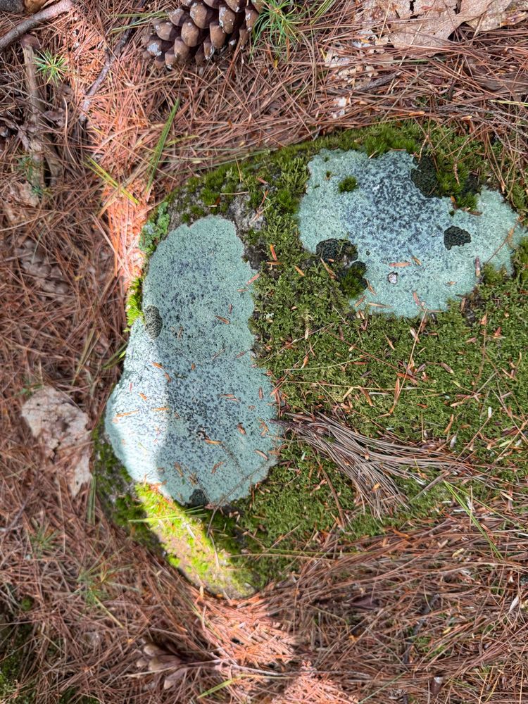 Photo of a rock in the woods covered with what looks like some green plant or grass and lichen. The lichen on the rock looks like an image of a polar bear face with its right front paw in front of its face.