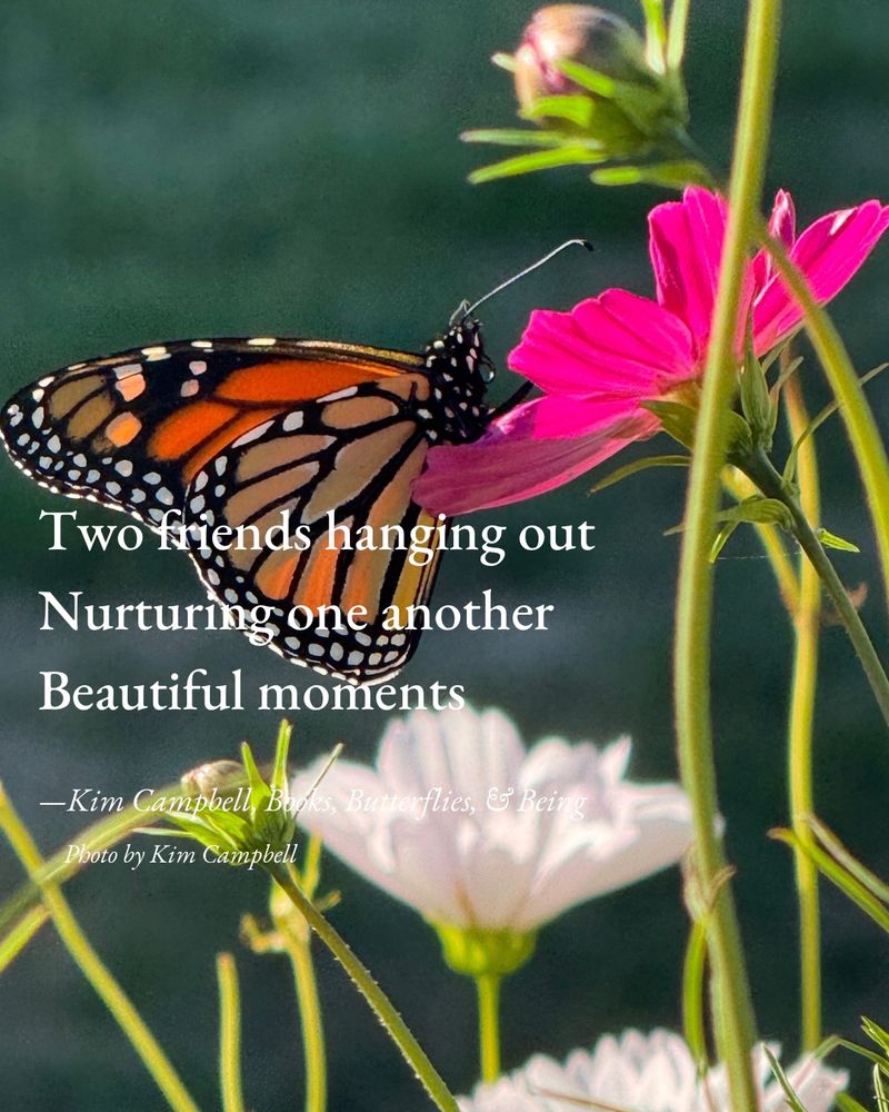 Photo of a Monarch butterfly resting on the edge of a deep pink cosmo flower among other cosmos. Typed over the photo is a haiku which reads…

Two friends hanging out
Nurturing one another
Beautiful moments

—Kim Campbell, Books, Butterflies, & Being
   Photo by Kim Campbell