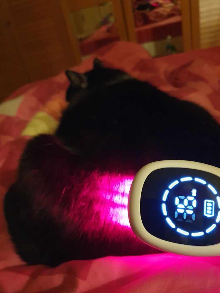 Schwarze Katze liegt, der Rücken wird durch einen Infrarot Laser beleuchtet.