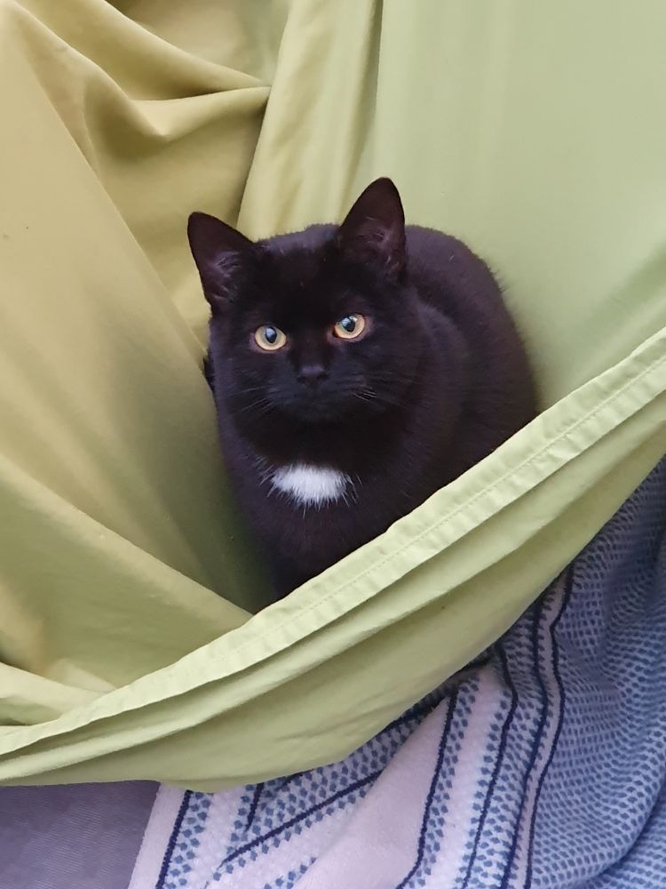 Schwarze Katze mit weißem Fleck auf der Brust schaut in die Kamera.