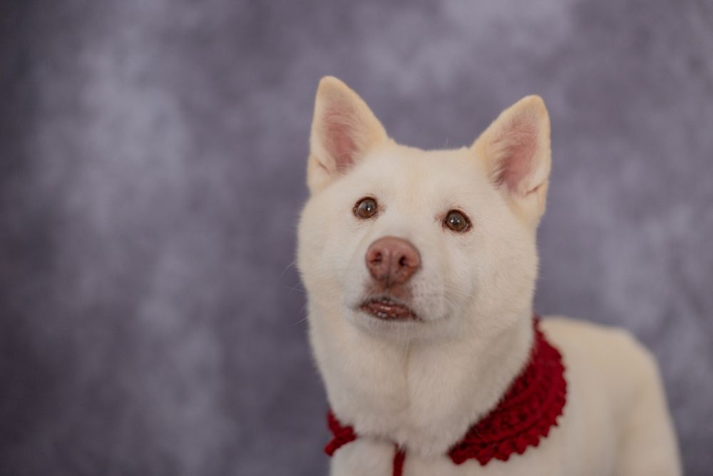 A white Kishu-ken dog looking balefully at a spot somewhere above the camera, his ears looking like half of a strawberry daifuku. He wears a red crocheted bandanna around his neck, making him look very handsome.