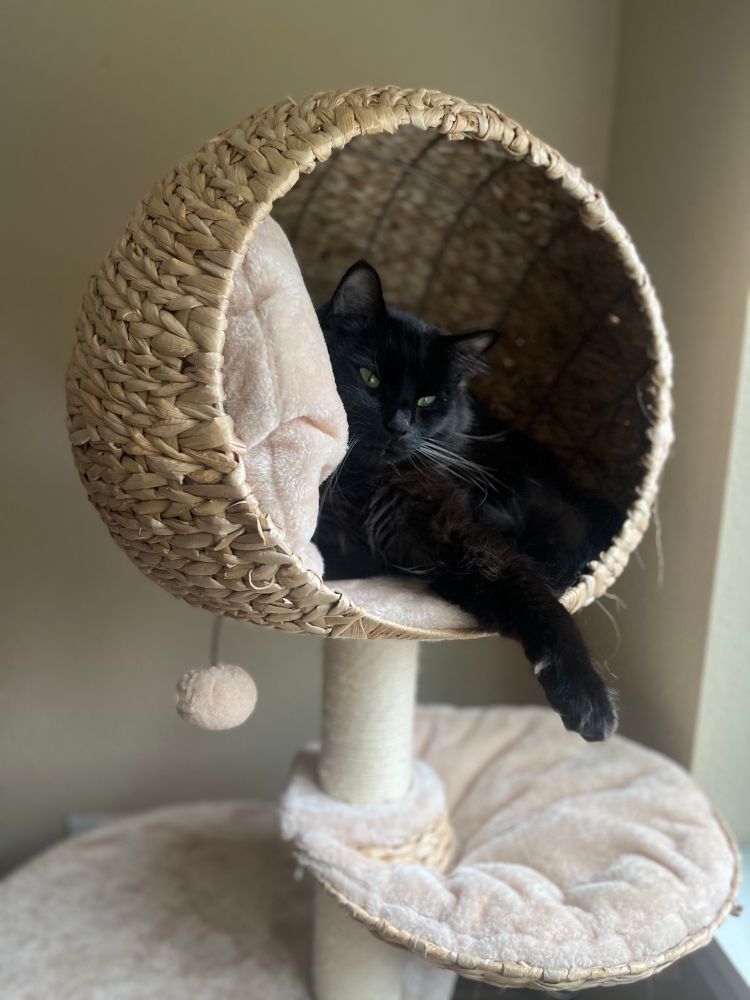 Black Cat chilling in a basket 