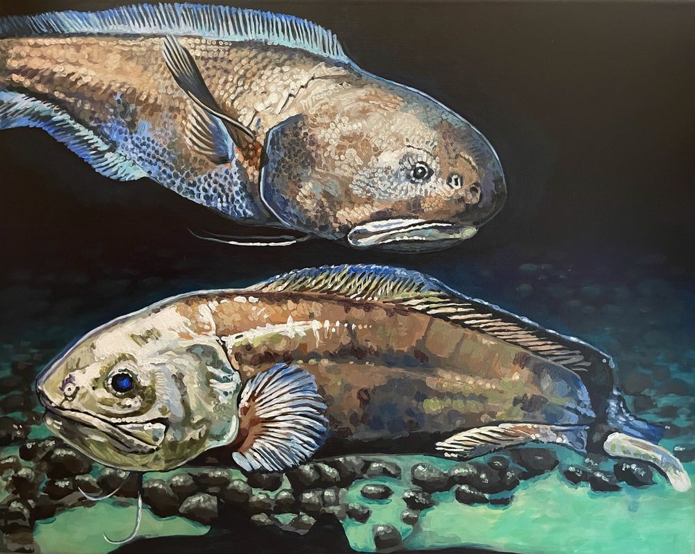 Two large brown, deep sea fish, bassozetus robustus and Spectrunculus grandis swimming over a sea bed covered in rocks #SciArt #deepsea #deepseacreatures