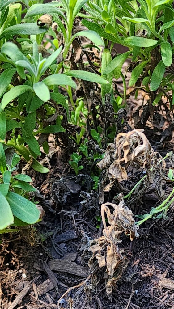 Seedlings shaded by other grown lavender