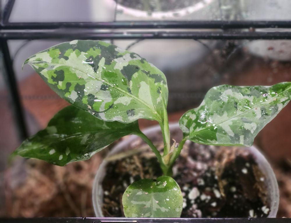 Close up of a freshly misted young aglaomena plant "Pictum Tricolor", showing its distinctive patterning that resembles green military camo.