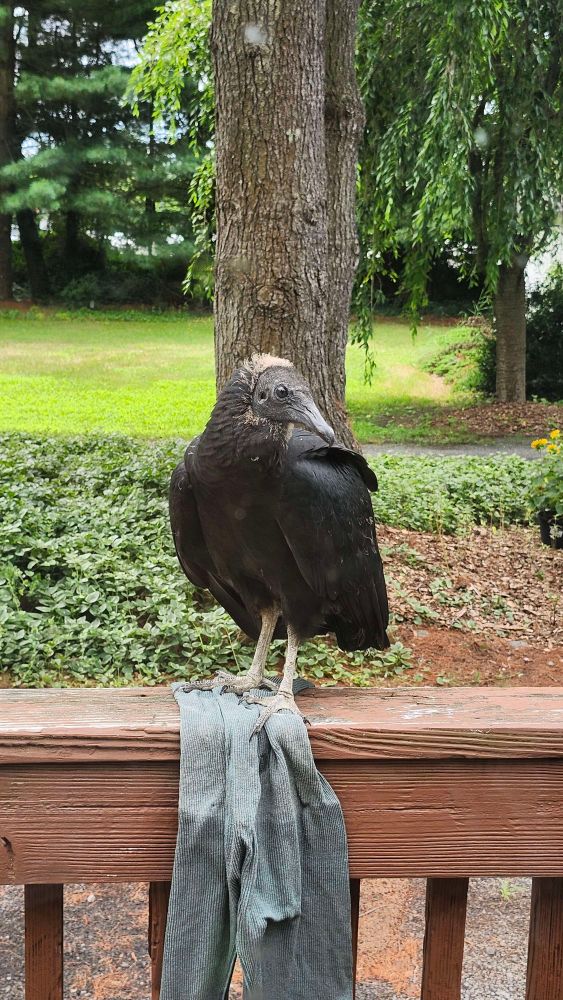 Teenage vulture perched on the deck railing, playing with a rag I'd foolishly left out to dry.