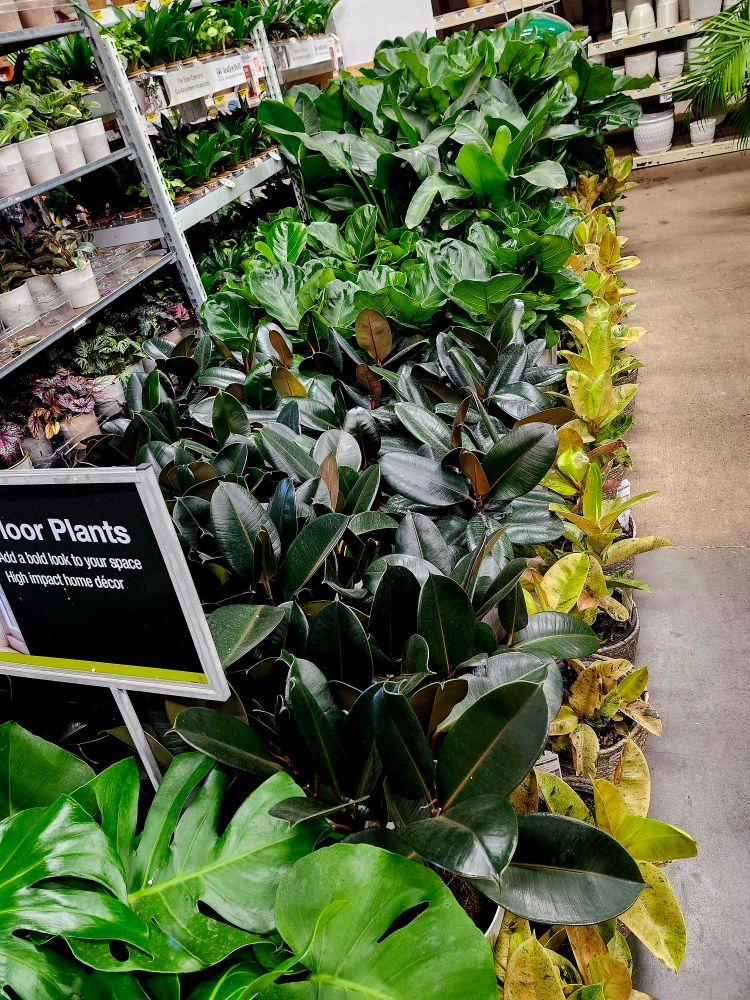 A long row of tall floor plants sorted in groups by variety and height. Front to rear: monstera, burgundy rubber trees, fiddle leaf figs, birds of paradise, and much taller fiddle leaf figs. There is a row of moonshine ficus running along the edge of the aisle.