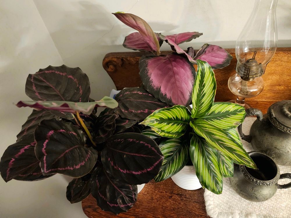 A cluster of three calatheas, a house plant with colorfully patterned, pointed leaves. One is black with magenta pink markings, the second is pink with very dark green, almost black edges, and the third is light green with dark green markings and pale pink stripes.