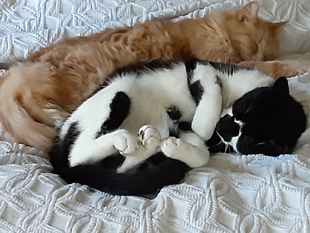 A tuxedo cat curled partly on his back and partly on his side with his paws up and a fluffy orange cat as the big spoon behind him, laying on a white bedspread.