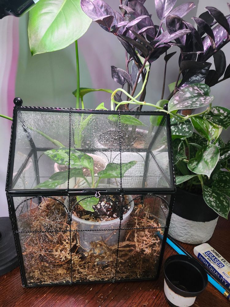 A young aglaomena plant "Pictum Tricolor" is inside a glass case shaped like a miniature greenhouse full of sphagnum moss. It has just been misted. There is a satin pothos, a black ZZ plant, and a baby monstera behind the glass case. The tiny original 2" pot the aglaomena arrived in is set in front of the case, along with a few pencils and an eraser.