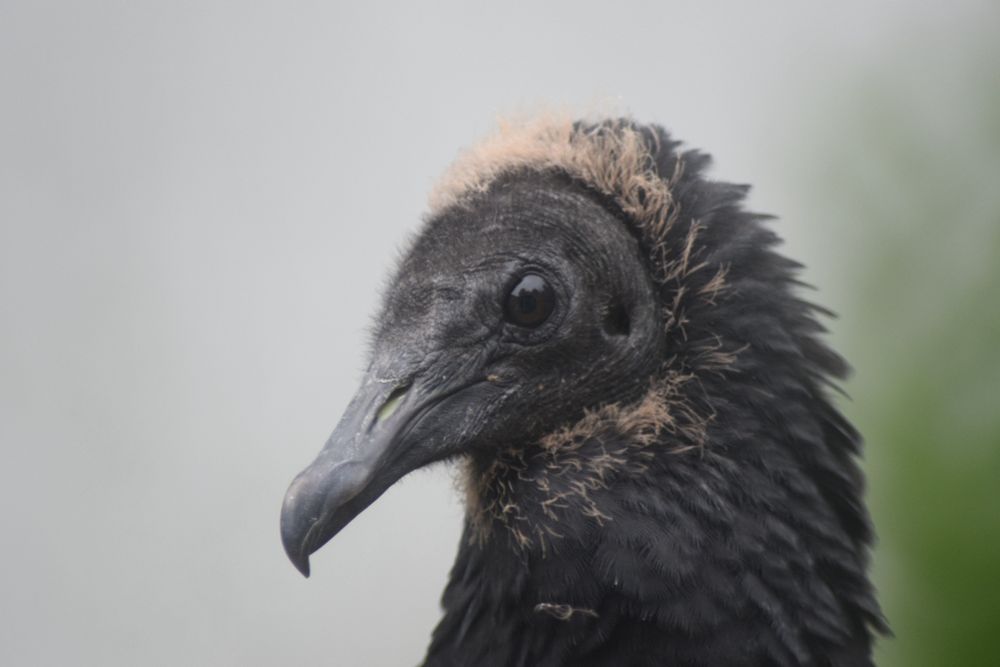 Close up of a teenage punkass black vulture's face.