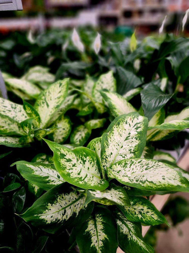 A variegated Dieffenbachia; a houseplant with pointed, white leaves edged with bold green borders 