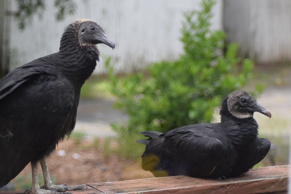 Two black vultures hanging out on the deck railing, hoping to catch a glimpse of one of the cats, probably.