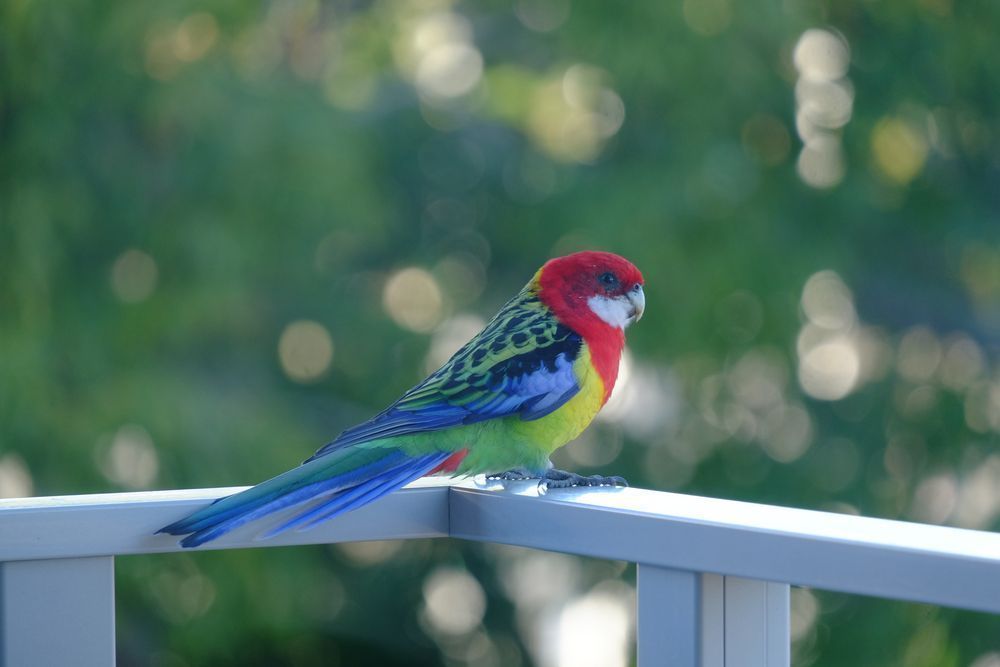A brightly coloured bird (an eastern rosella) with a red head and blue tale feathers, perched on a metal rail.