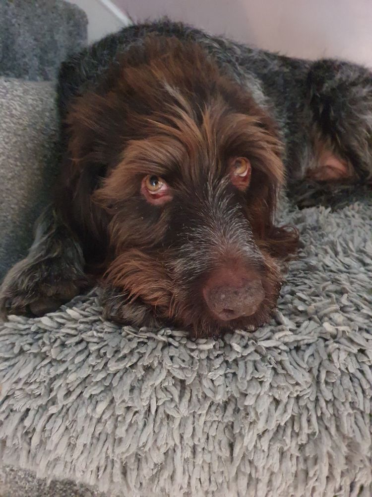German Wire Haired Pointer lying down eyes to camera