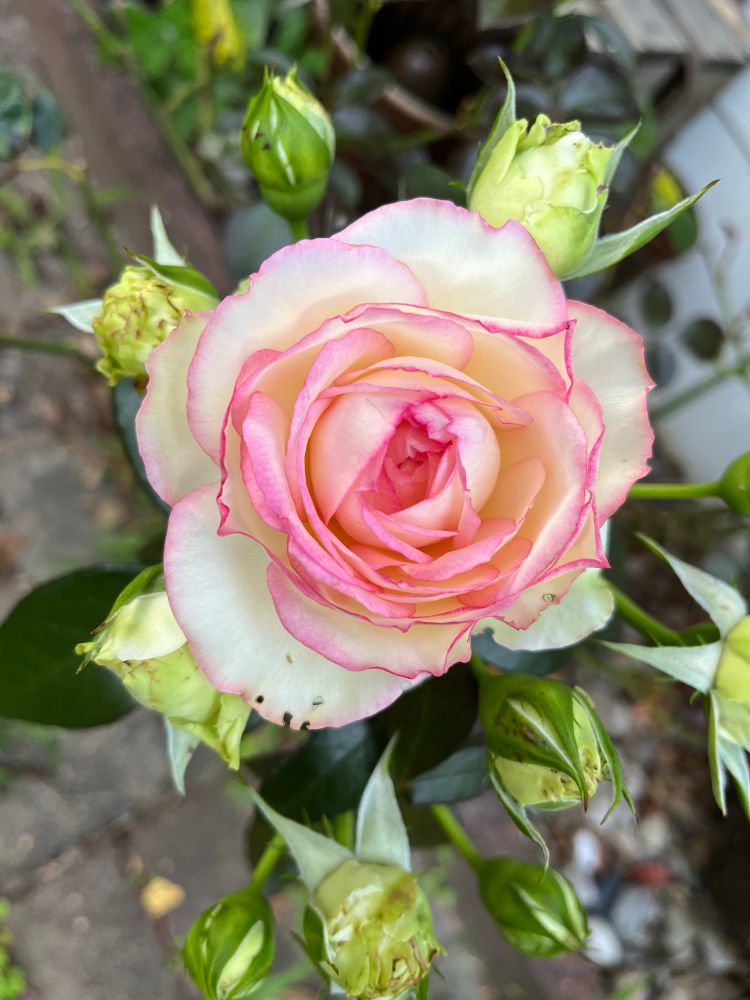 Eine Rose im Fokus, cremefarbenes Blätter mit rose färbenden Rändern 