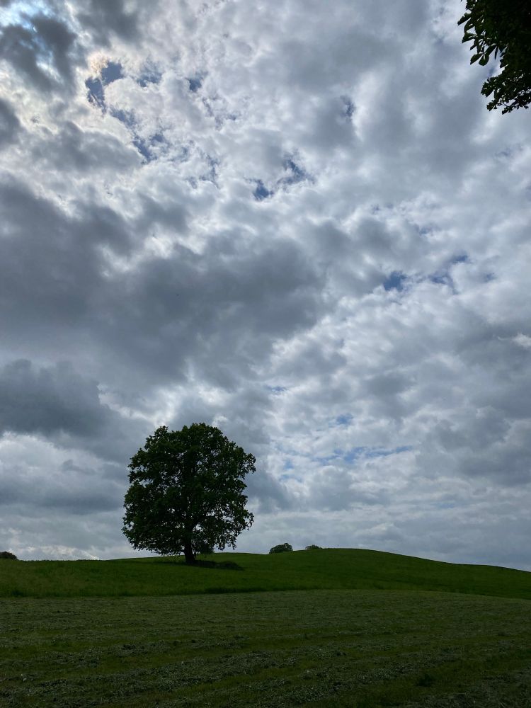Einzelner Baum, Wiese und ein dramatisch wirkender Himmel