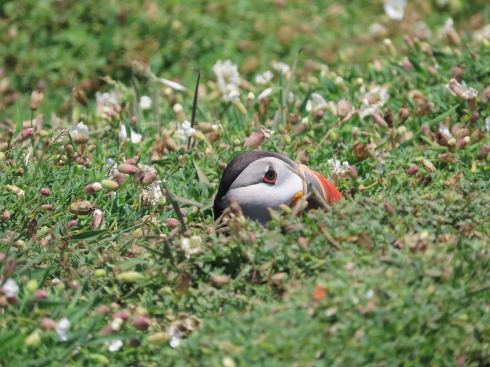 Head of a puffin just visible in a field of grass and flowers