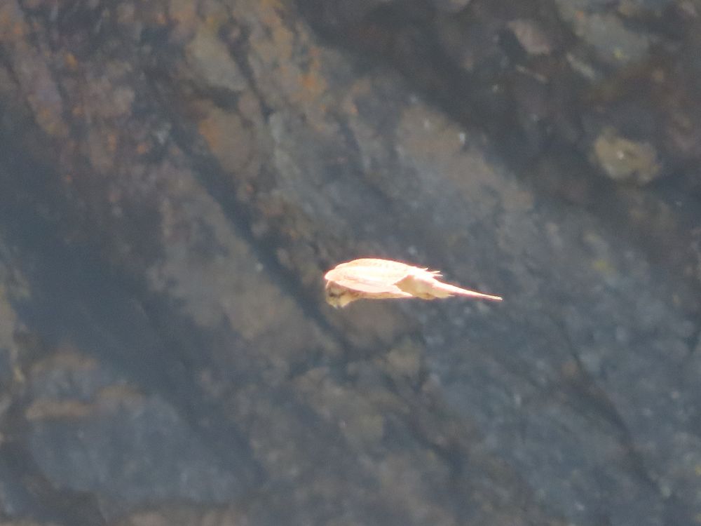 A falcon horizontal in flight with wings and body still and head looking down 