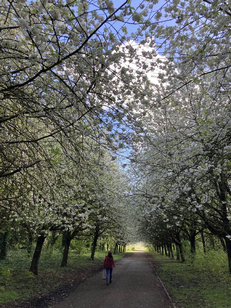 Avenue of trees full of white blossom against a blue sky