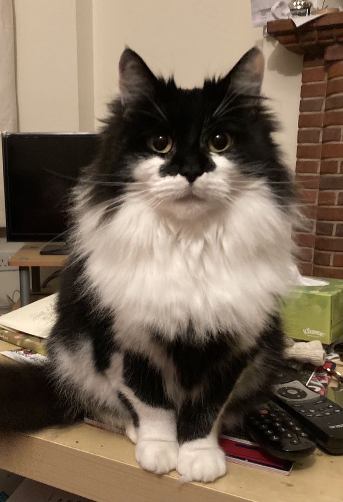 Black and white fluffy cat sat up looking directly towards the camera 