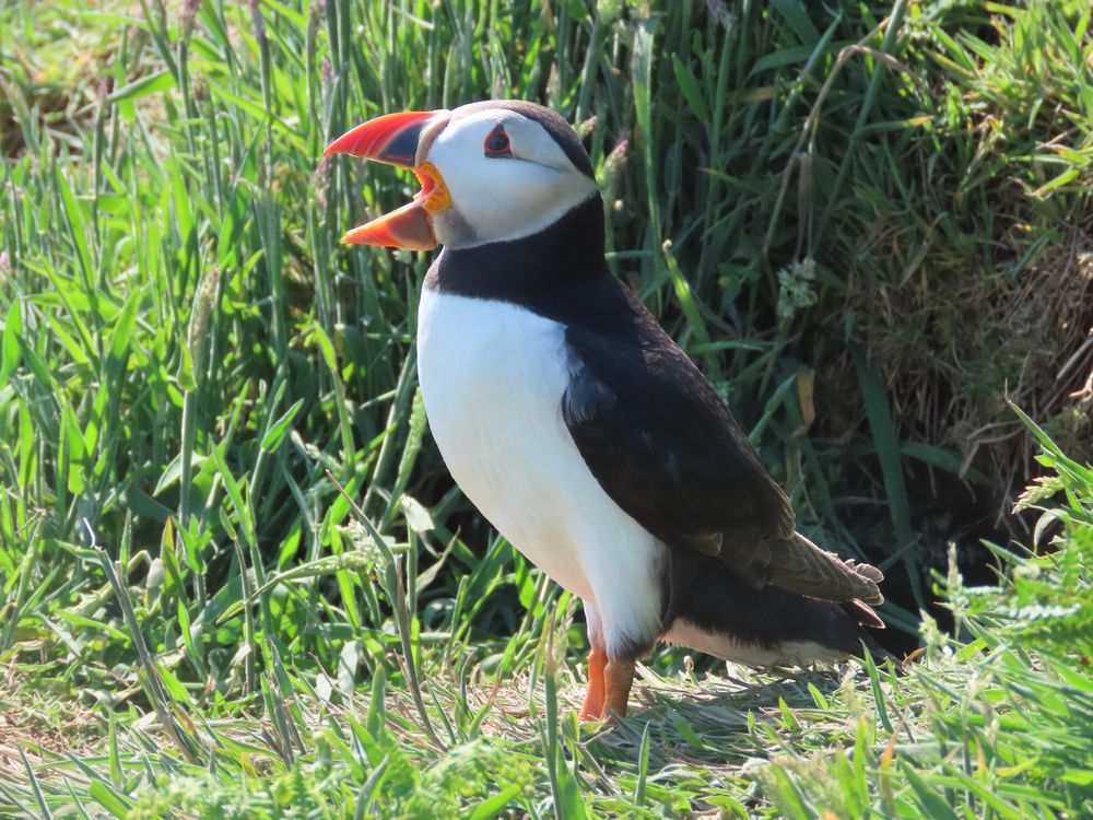 Close up of a puffin - small black and white bird with a colourful beak - in profile with its wide open
