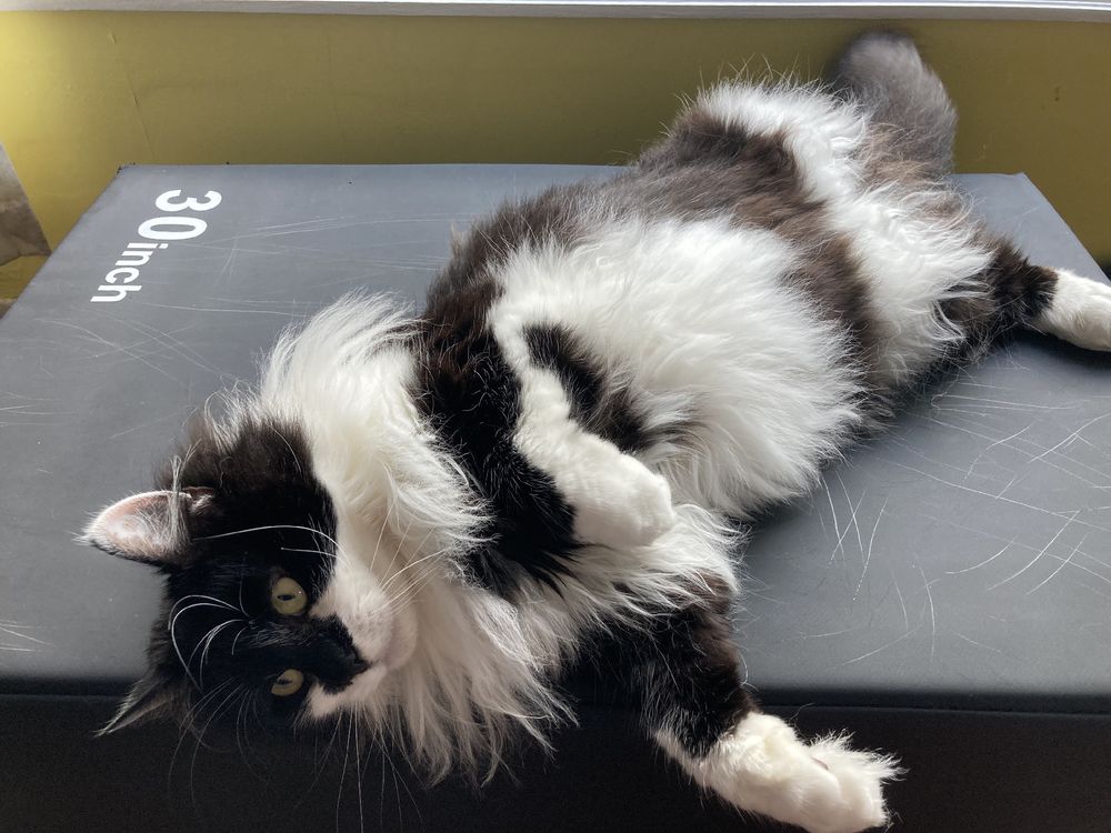 Black and white fluffy cat sprawled across a black gym box