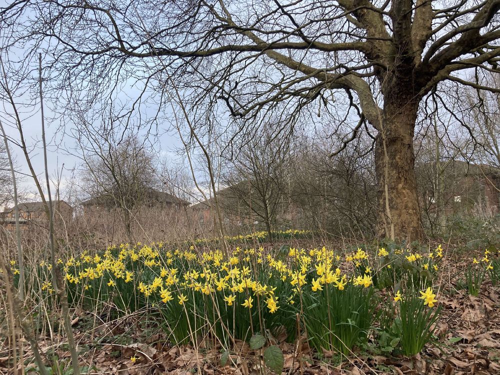 A field of daffodils in bloom, with a large tree in the background 
