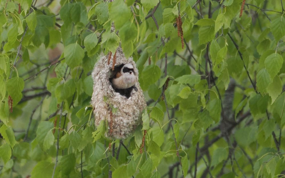 Eurasian penduline tit