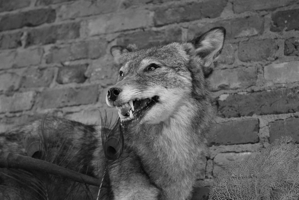 Black & White photograph of a snarling taxidermy coyote 
