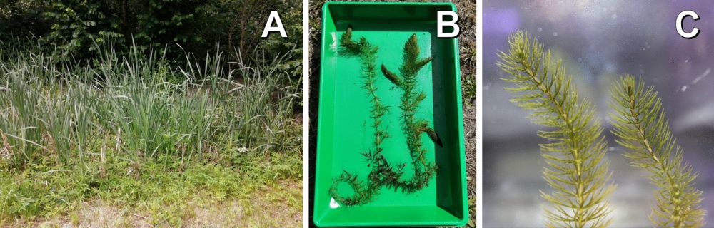 Phylogenetic placement of Ceratophyllum submersum based on a complete plastome sequence derived from nanopore long read sequencing data - BMC Research Notes