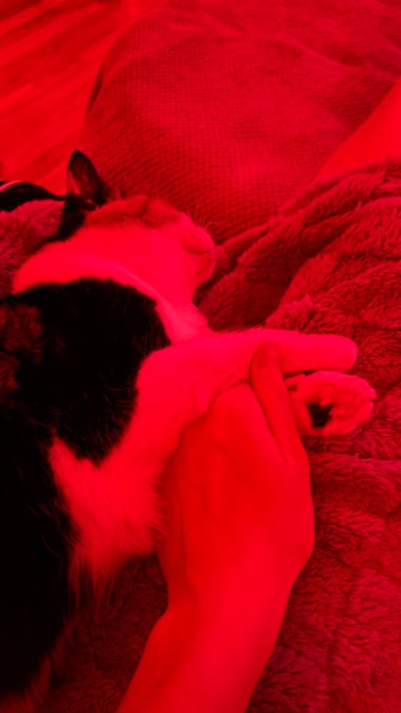 2025.11.12 photo of my cat, cricket, zonked out and holding my hand between her paws