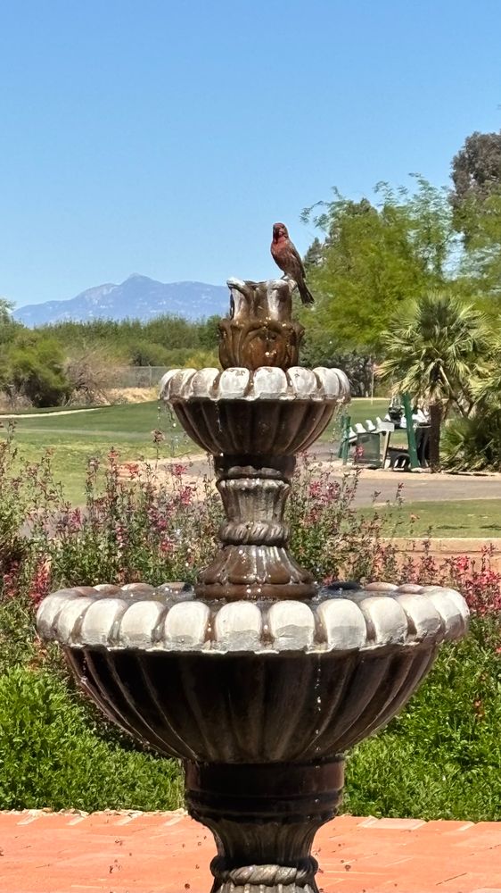 2024.04.21 a black bird with red feathering on its chest sitting on a bubbling fountain in an arizona backyard.