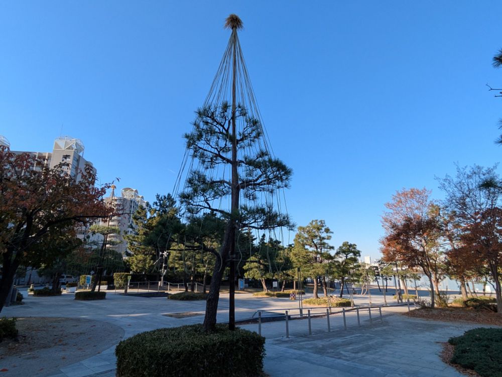 海浜公園の入り口も雪吊りが設置されました