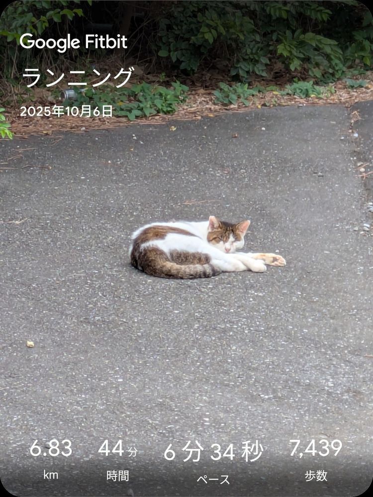 潮風公園の猫