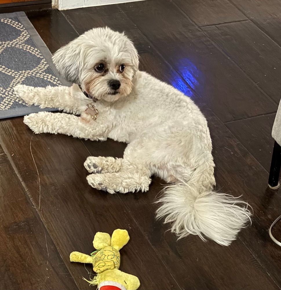 a beautiful bichon frise mix dog, sitting on a dark brown laminate flooring and looking over her shoulder with a worried expression on her face