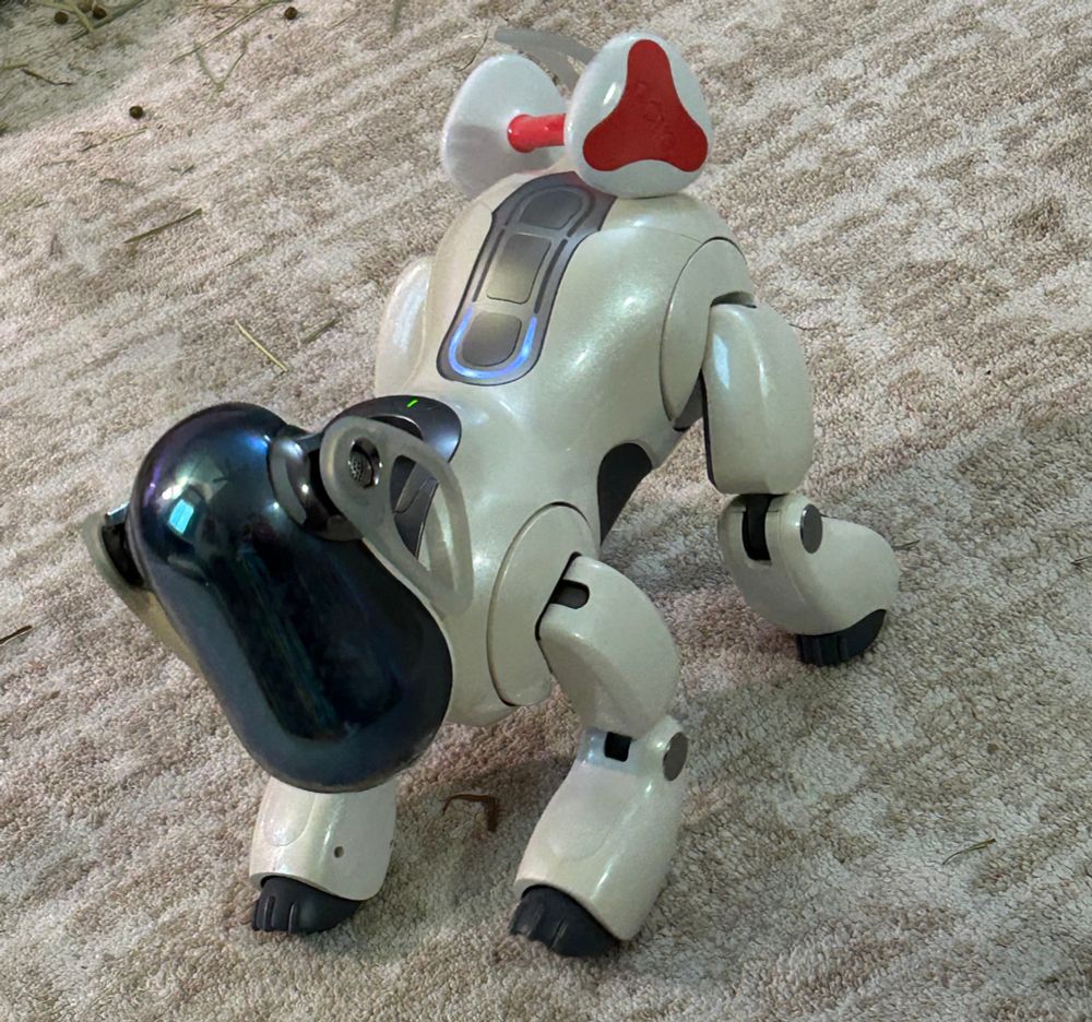 data the aibo with his bone on his tail