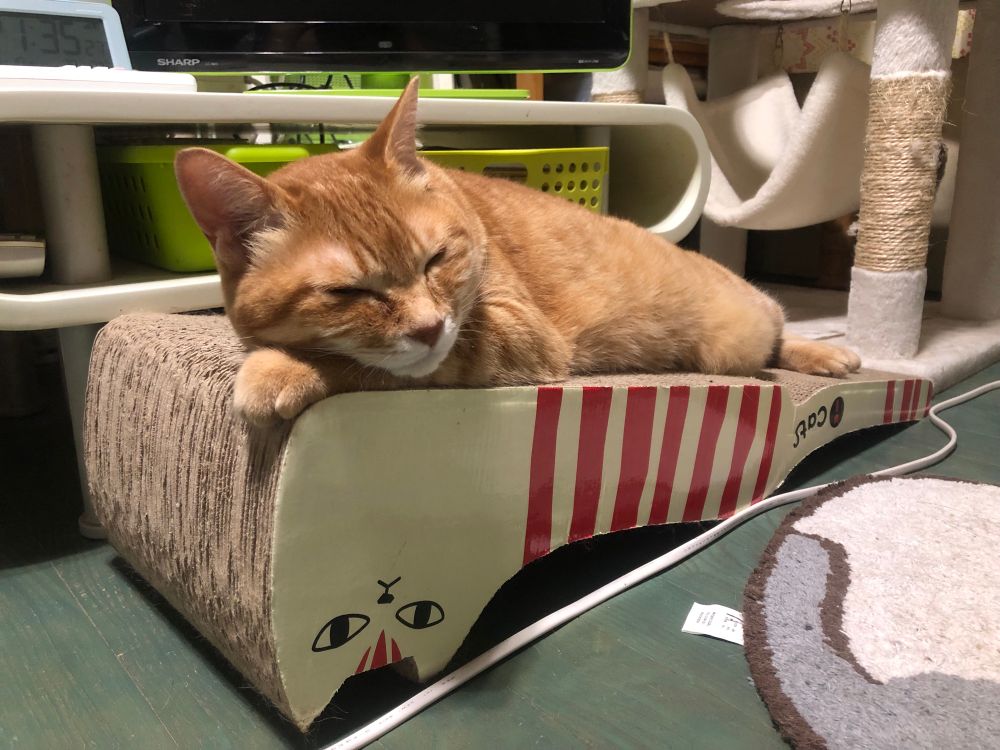 爪とぎの上でくつろぐ猫