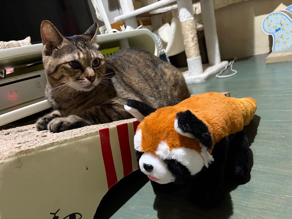 猫とレッサーパンダのぬいぐるみ