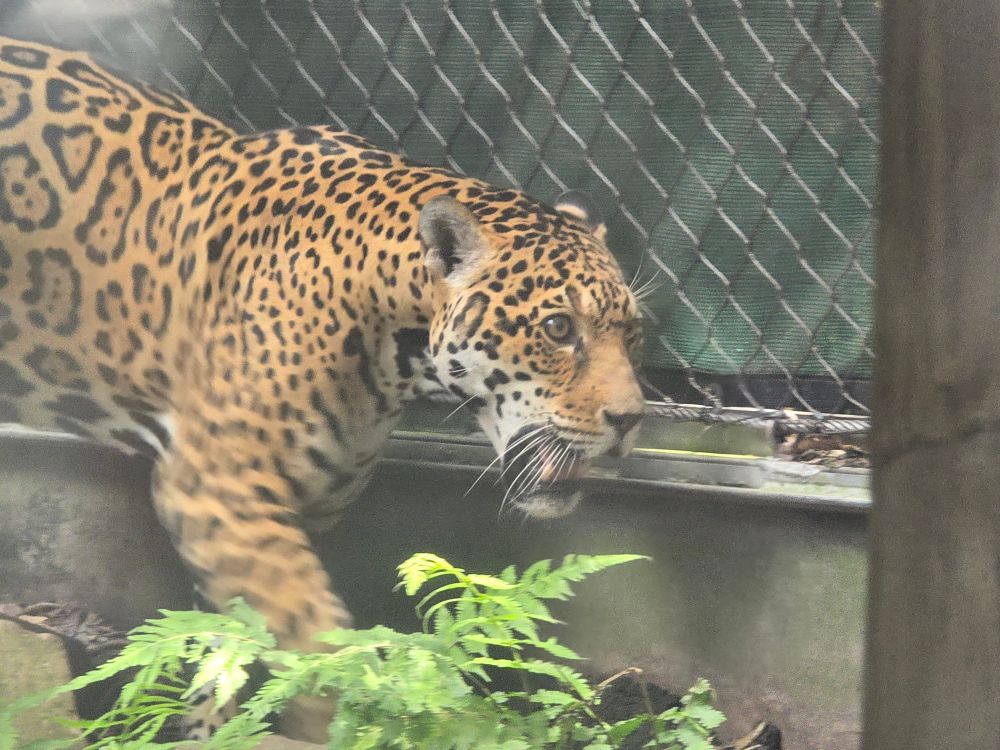 Valerio, a large fully grown male jaguar.