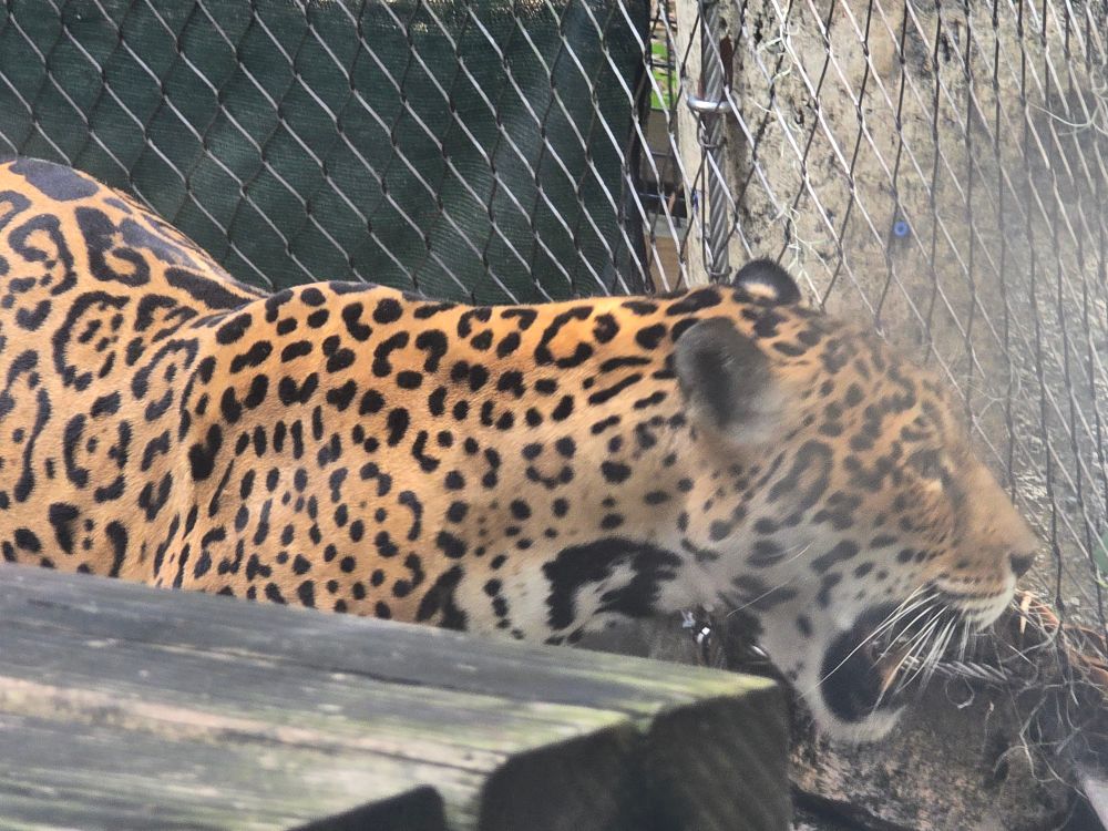 Valerio, a large fully grown male jaguar.