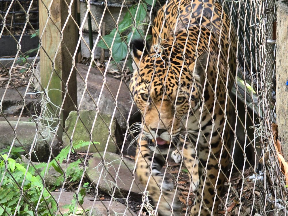 Valerio, a large fully grown male jaguar.