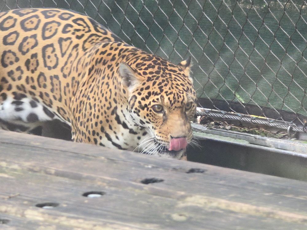 Valerio, a large fully grown male jaguar.