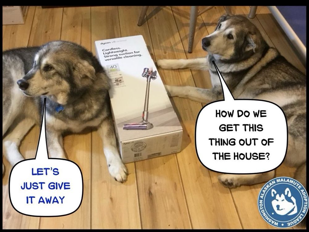 Adoptable Malamute and Irish Wolfhound mixes Dakota and Nicole lying with the dyson vaccum in a box between them. One says "how do we get this thing out of the house?" The other says "Let's just give it away" 