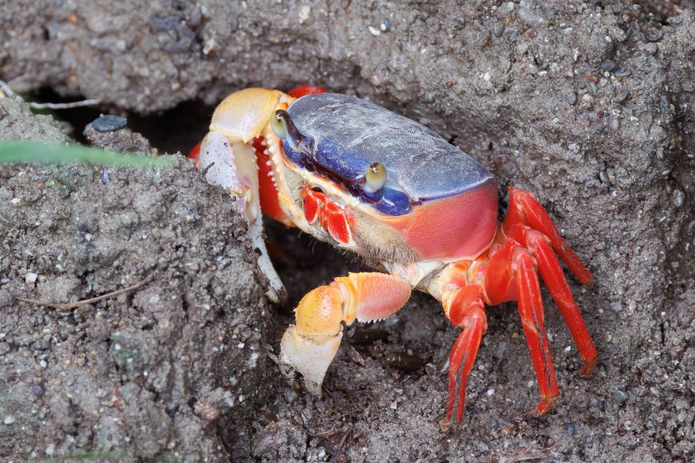 Colorful crab emerging from it's hole in the dirt.