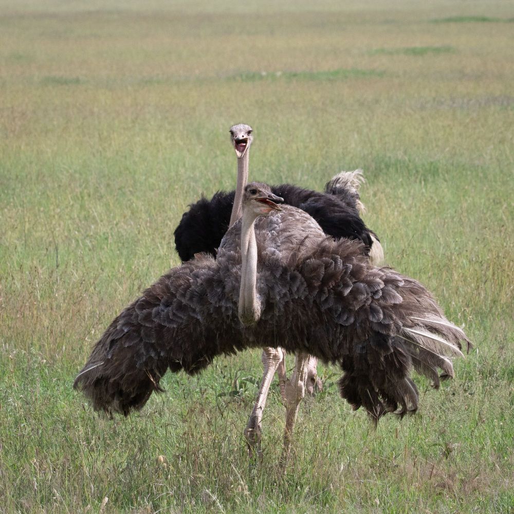 Two Ostriches, one in front of the other in a grassy plain.