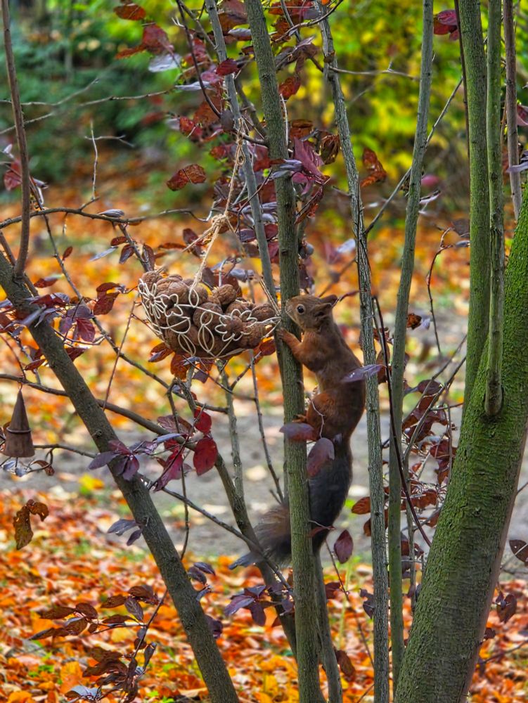 Ein Eichhörnchen sitzt an einem Baum. In den Zweigen hängt ein Korb mit Walnüssen 
