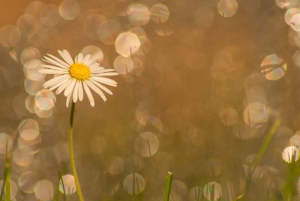 Ein einzelnes Gänseblümchen auf der linken Bildseite. Im Vordergrund unterhalb der Blume sind ein paar wenige Grashalme zu sehen. Der Hintergruns ist verwaschen und geht vom Grünlichen ins Hellbraune über. Überall im Bild sind beinahe runde Bokeh Blasen verteilt.